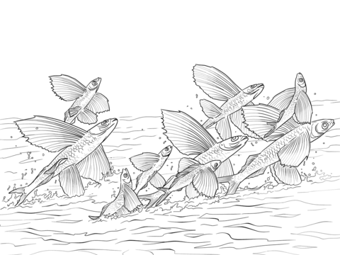 Flying Fishes Shoal Coloring Page